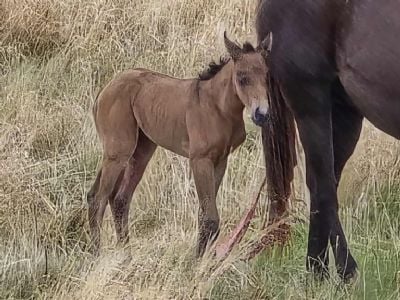 Z Deceased Foal